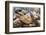 Radiated Tortoise (Astrochelys Radiata), Madagascar Central Highlands, Madagascar, Africa-Matthew Williams-Ellis-Framed Photographic Print