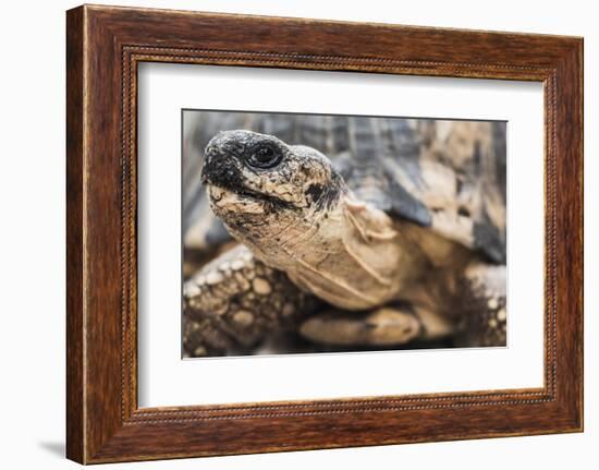 Radiated Tortoise (Astrochelys Radiata), Madagascar Central Highlands, Madagascar, Africa-Matthew Williams-Ellis-Framed Photographic Print