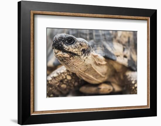 Radiated Tortoise (Astrochelys Radiata), Madagascar Central Highlands, Madagascar, Africa-Matthew Williams-Ellis-Framed Photographic Print