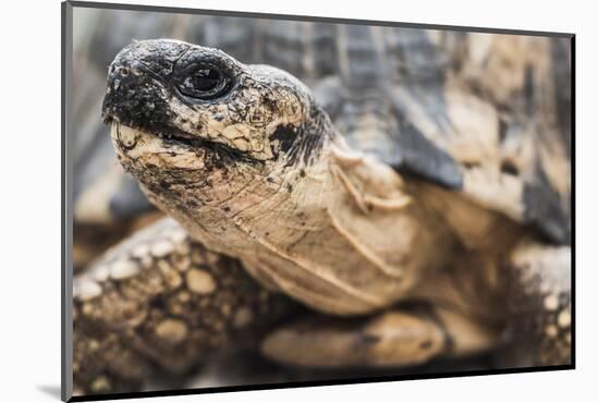 Radiated Tortoise (Astrochelys Radiata), Madagascar Central Highlands, Madagascar, Africa-Matthew Williams-Ellis-Mounted Photographic Print