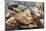 Radiated Tortoise (Astrochelys Radiata), Madagascar Central Highlands, Madagascar, Africa-Matthew Williams-Ellis-Mounted Photographic Print
