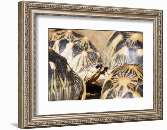 Radiated tortoise, critically endangered in the wild, Ivoloina Zoological Park, Tamatave, Madagasca-Christian Kober-Framed Photographic Print