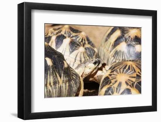 Radiated tortoise, critically endangered in the wild, Ivoloina Zoological Park, Tamatave, Madagasca-Christian Kober-Framed Photographic Print