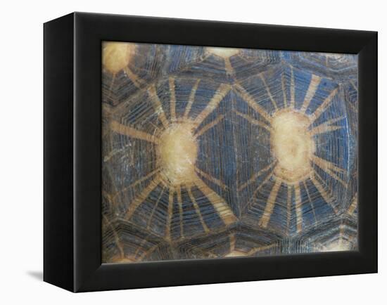 Radiated Tortoise Shell, Berenty Reserve, Madagascar-Edwin Giesbers-Framed Premier Image Canvas