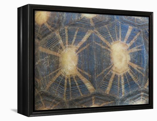 Radiated Tortoise Shell, Berenty Reserve, Madagascar-Edwin Giesbers-Framed Premier Image Canvas