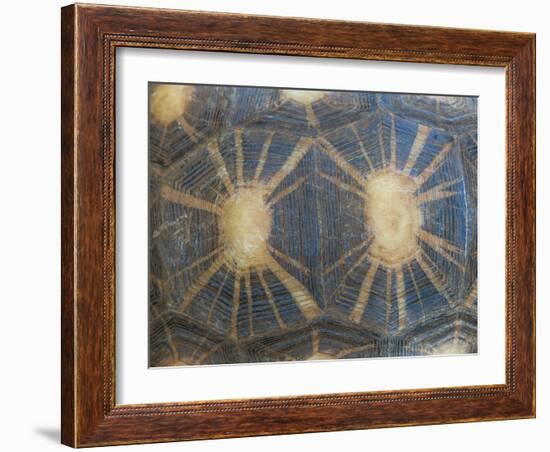 Radiated Tortoise Shell, Berenty Reserve, Madagascar-Edwin Giesbers-Framed Photographic Print