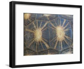 Radiated Tortoise Shell, Berenty Reserve, Madagascar-Edwin Giesbers-Framed Photographic Print
