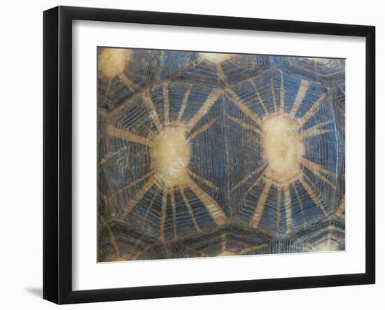 Radiated Tortoise Shell, Berenty Reserve, Madagascar-Edwin Giesbers-Framed Photographic Print