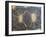 Radiated Tortoise Shell, Berenty Reserve, Madagascar-Edwin Giesbers-Framed Photographic Print