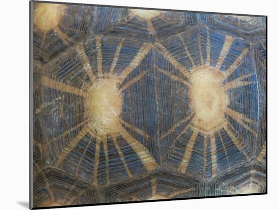 Radiated Tortoise Shell, Berenty Reserve, Madagascar-Edwin Giesbers-Mounted Photographic Print