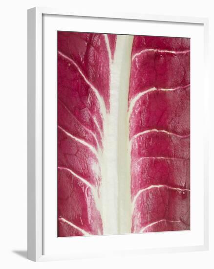 Radicchio Leaf-null-Framed Photographic Print