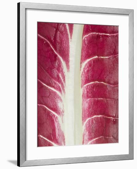 Radicchio Leaf-null-Framed Photographic Print