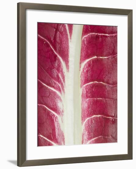 Radicchio Leaf-null-Framed Photographic Print