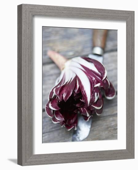 Radicchio Trevisano on a Knife-Marc O^ Finley-Framed Photographic Print