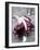 Radicchio Trevisano on a Knife-Marc O^ Finley-Framed Photographic Print