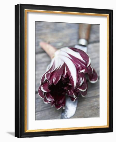 Radicchio Trevisano on a Knife-Marc O^ Finley-Framed Photographic Print