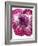 Radicchio-Andreas Wegelin-Framed Photographic Print