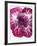 Radicchio-Andreas Wegelin-Framed Photographic Print