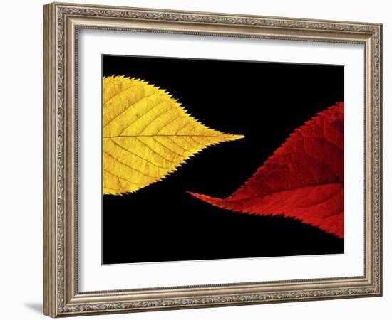 Radient-Doug Chinnery-Framed Photographic Print