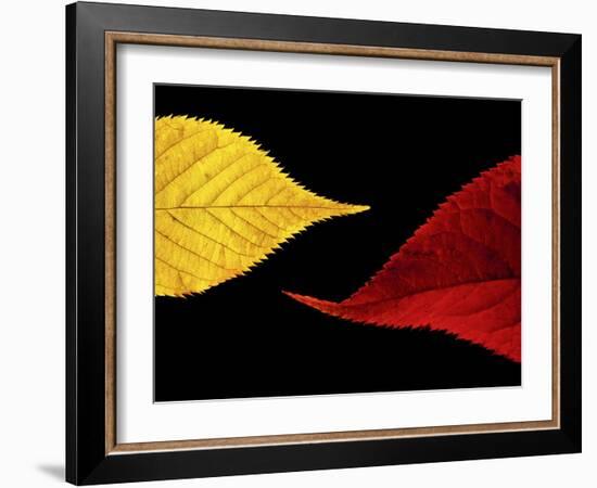 Radient-Doug Chinnery-Framed Photographic Print