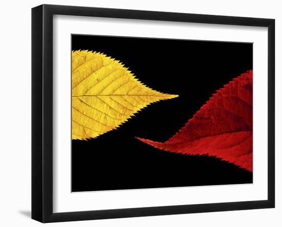 Radient-Doug Chinnery-Framed Photographic Print