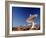 Radio Telescope-David Nunuk-Framed Photographic Print