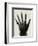 'Radiograph of the Hand of H.R.H. The Prince of Wales', (c1897)-Unknown-Framed Giclee Print