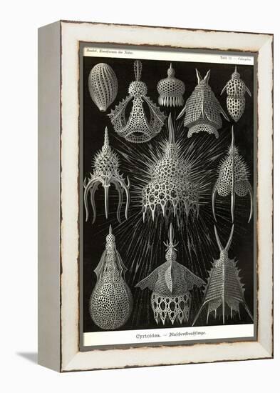 Radiolaria-Ernst Haeckel-Framed Stretched Canvas