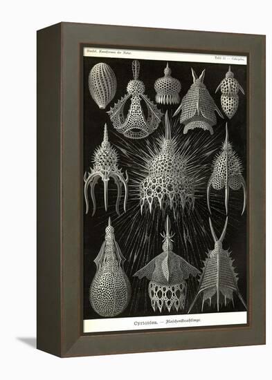 Radiolaria-Ernst Haeckel-Framed Stretched Canvas