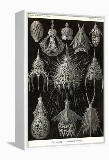 Radiolaria-Ernst Haeckel-Framed Stretched Canvas