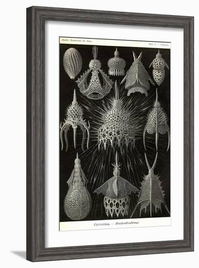 Radiolaria-Ernst Haeckel-Framed Art Print