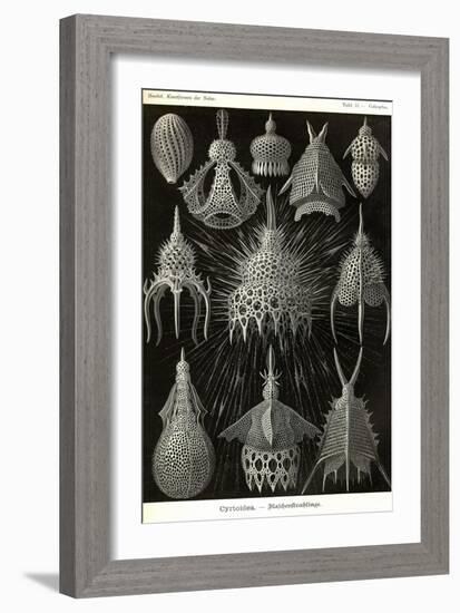 Radiolaria-Ernst Haeckel-Framed Art Print