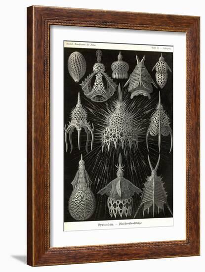 Radiolaria-Ernst Haeckel-Framed Art Print