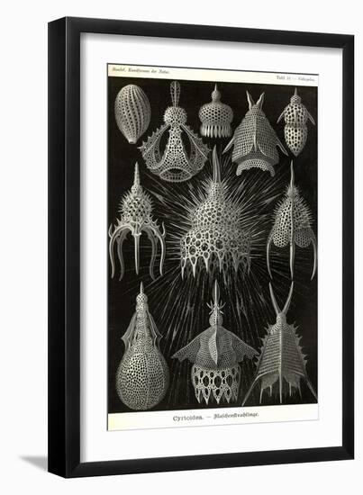 Radiolaria-Ernst Haeckel-Framed Art Print