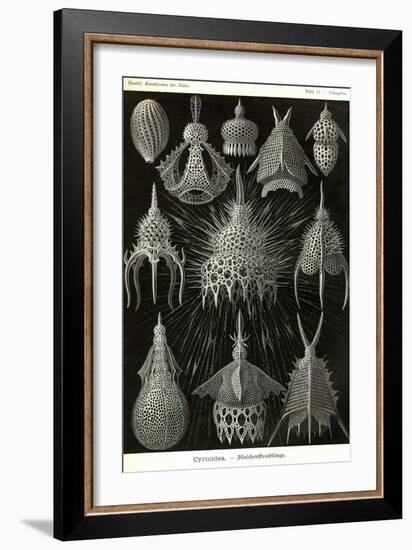 Radiolaria-Ernst Haeckel-Framed Art Print