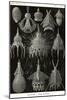 Radiolaria-Ernst Haeckel-Mounted Art Print
