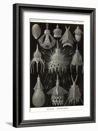 Radiolaria-Ernst Haeckel-Framed Art Print