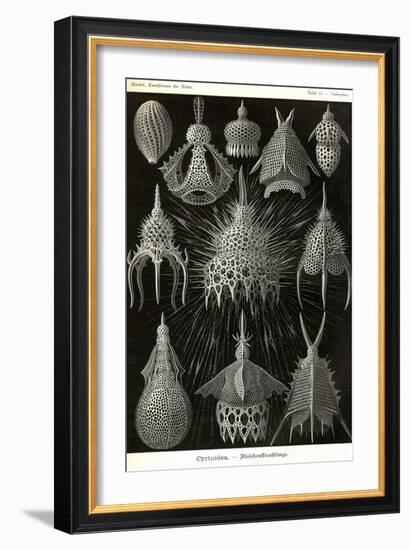 Radiolaria-Ernst Haeckel-Framed Art Print