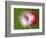 Radish Impact-Alan Sailer-Framed Photographic Print