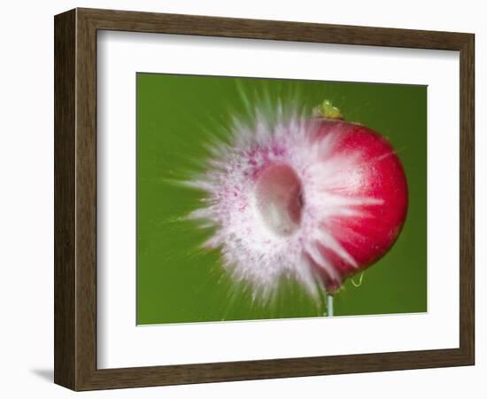 Radish Impact-Alan Sailer-Framed Photographic Print