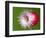 Radish Impact-Alan Sailer-Framed Photographic Print