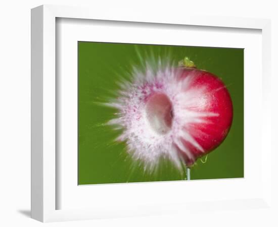 Radish Impact-Alan Sailer-Framed Photographic Print