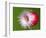 Radish Impact-Alan Sailer-Framed Photographic Print