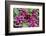 Radishes, USA-Jim Engelbrecht-Framed Photographic Print