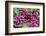 Radishes, USA-Jim Engelbrecht-Framed Photographic Print