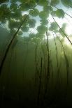 Yellow Water Lilies (Nuphar Lutea) Viewed from Underwater, Lake Skadar, Lake Skadar Np, Montenegro-Radisics-Framed Photographic Print