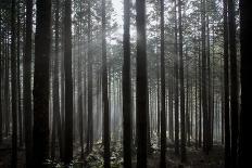 Pine Forest with Rays of Light Shining Through Trees, Montado Do Barreiro Natural Park, Madeira-Radisics-Photographic Print