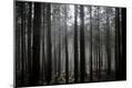 Photographic Print