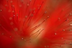 Fragrant Water Lilies (Nymphaea Odorata) in Lake Skadar, Montenegro, May 2008-Radisics-Framed Photographic Print