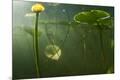 Premium Photographic Print